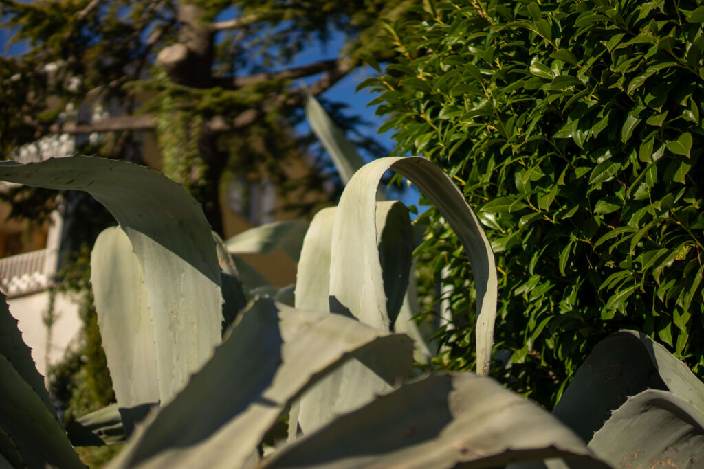 Plants closeup